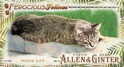 Manx Cat