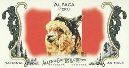 Alpaca / Peru