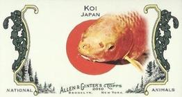Koi / Japan