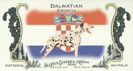 Dalmatian / Croatia