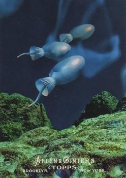 Choanoflagellates