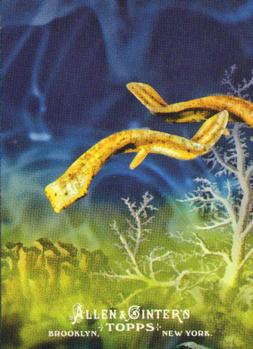 Platyhelminthes (Flatworms)