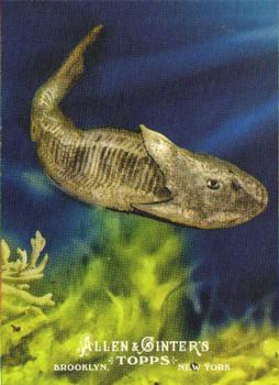 Ostracoderms