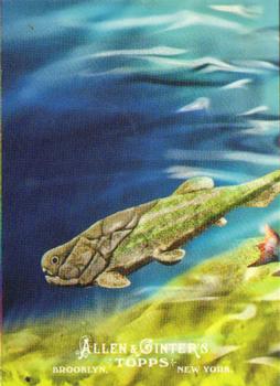 Placoderms