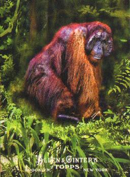 Hominidae
