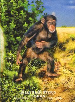 Hominini