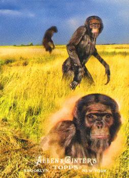 Hominina (Ardipithecus)