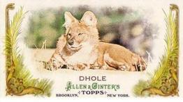 Dhole