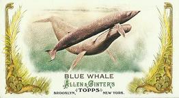 Blue Whale