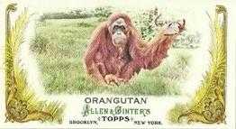 Orangutan
