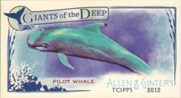 Pilot Whale