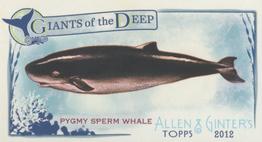 Pygmy Sperm Whale