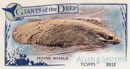 Minke Whale