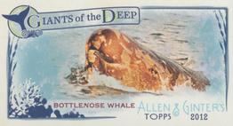 Bottlenose Whale