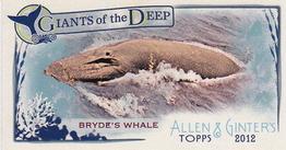 Bryde's Whale