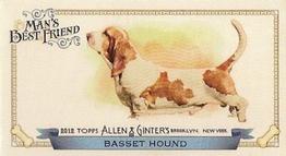Basset Hound