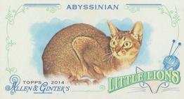 Abyssinian
