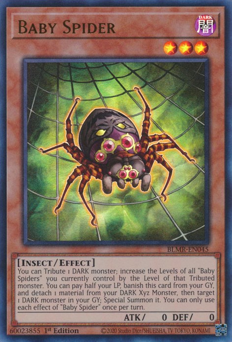 Baby Spider