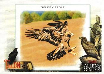 Golden Eagle