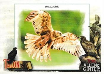 Buzzard