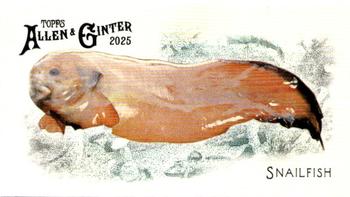 Snailfish
