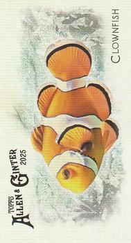 Clownfish