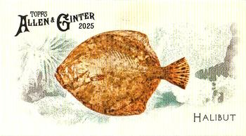 Halibut