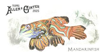 Mandarinfish