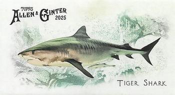 Tiger Shark