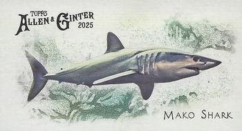 Mako Shark