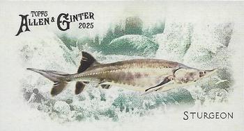 Sturgeon