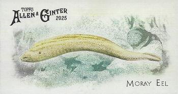 Moray Eel
