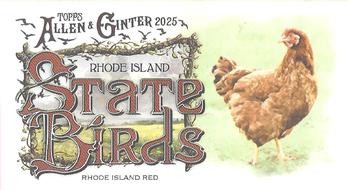 Rhode Island Red