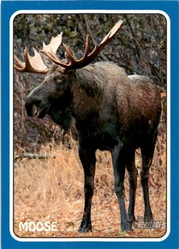 Moose