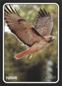 Hawk