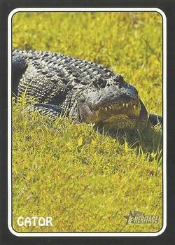 Gator