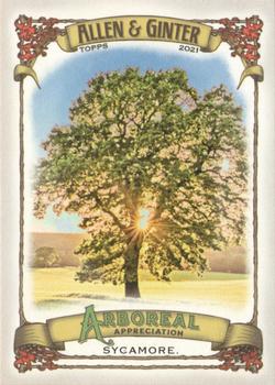 Sycamore