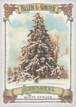 White Spruce