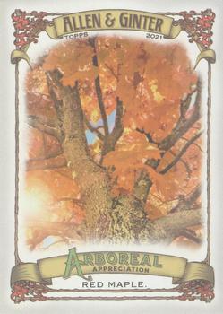 Red Maple
