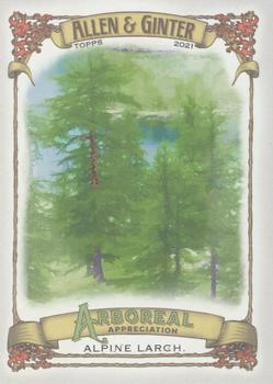 Alpine Larch