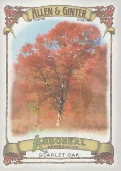Scarlet Oak