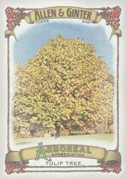 Tulip Tree