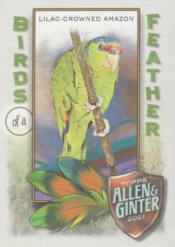 Lilac-Crowned Amazon