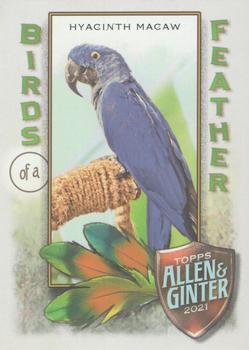Hyacinth Macaw