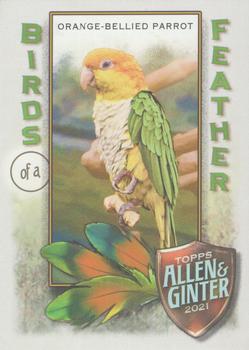 Orange-Bellied Parrot