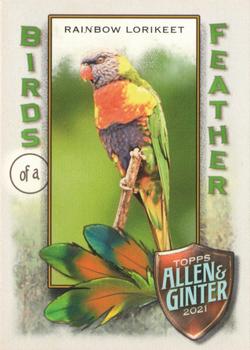 Rainbow Lorikeet