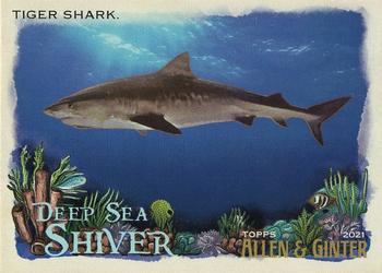 Tiger Shark