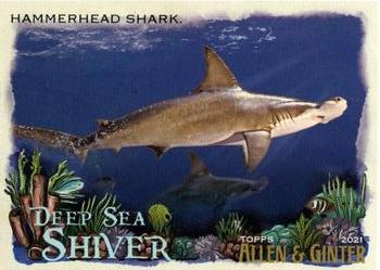 Hammerhead Shark