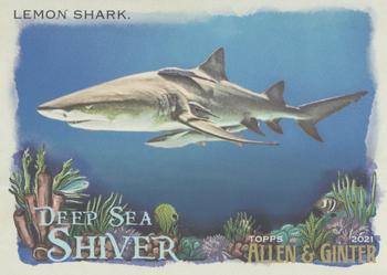 Lemon Shark