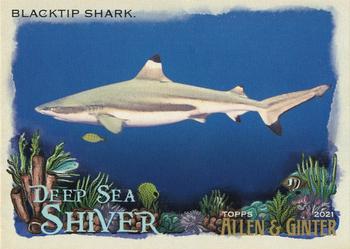 Blacktip Shark
